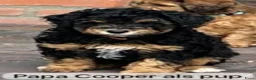 Australian Labradoodle honden te koop: 5 lieve pups uit 2e nestje van Bonnie en Cooper - Advertentie 12