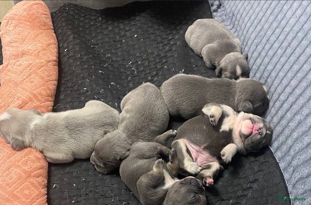 Franse Bulldog honden te koop: Franse buldog - Advertentie 2