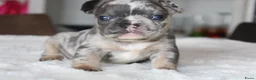 Franse Bulldog honden te koop: Franse Bulldog pups, lange open neus  - Advertentie 40