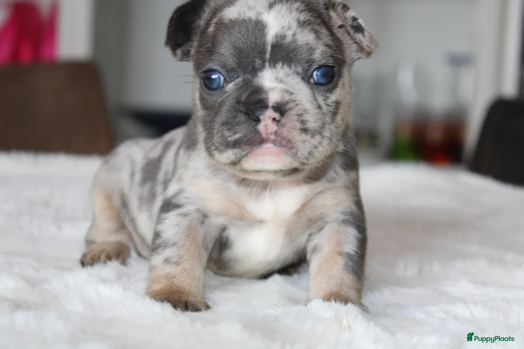 Franse Bulldog honden te koop: Franse Bulldog pups, lange open neus  - Advertentie 40