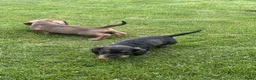 Ruwhaar Teckel honden te koop: zeer mooie pups beschikbaar voor goed huis. - Advertentie 6