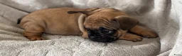 Franse Bulldog honden te koop: Franse Bulldog pups - Advertentie 12