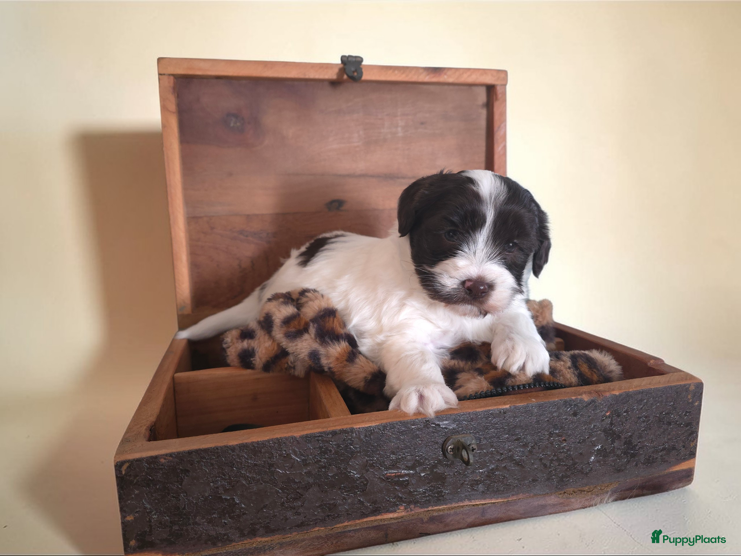 Havanezer honden Prachtig chocolade met wit reutje - Advertentie 1