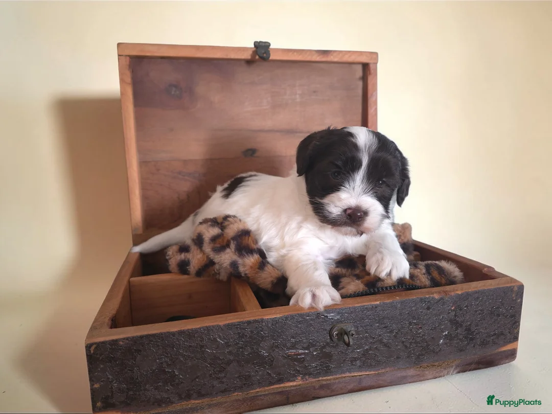 Havanezer honden te koop: Prachtig chocolade met wit reutje - Advertentie 1