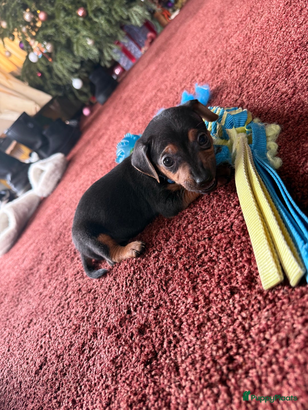 Jack Russel Terriër honden te koop: Jack russel pups - Advertentie 28