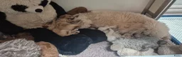 Cockapoo honden te koop: Cockapoo pupjes uit geteste ouders - Advertentie 23