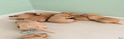 Labrador Retriever honden te koop: Super leuke labrador pups! - Advertentie 9