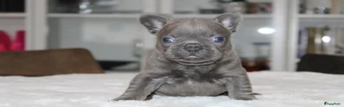 Franse Bulldog Puppy 4