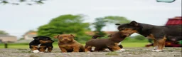 Jack Russel Terriër honden te koop: Stoere Jack Russel pups beschikbaar - Advertentie 27