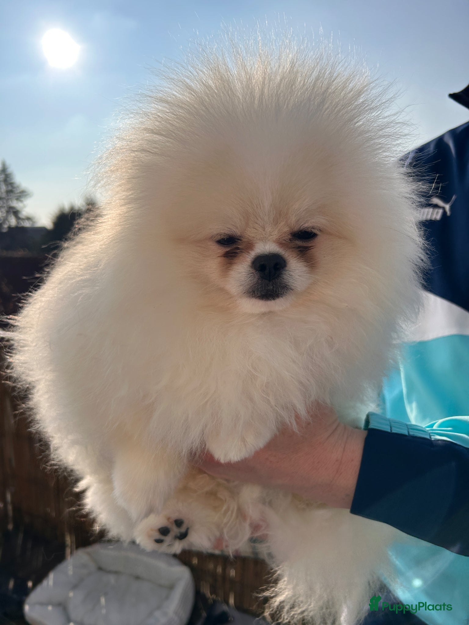 Pomeriaan honden Pomeranian❤️❤️ - Advertentie 1