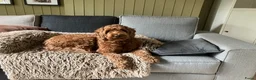 Australian Labradoodle honden te koop: Nog 1 Australian Labradoedle teefje te koop - Advertentie 5