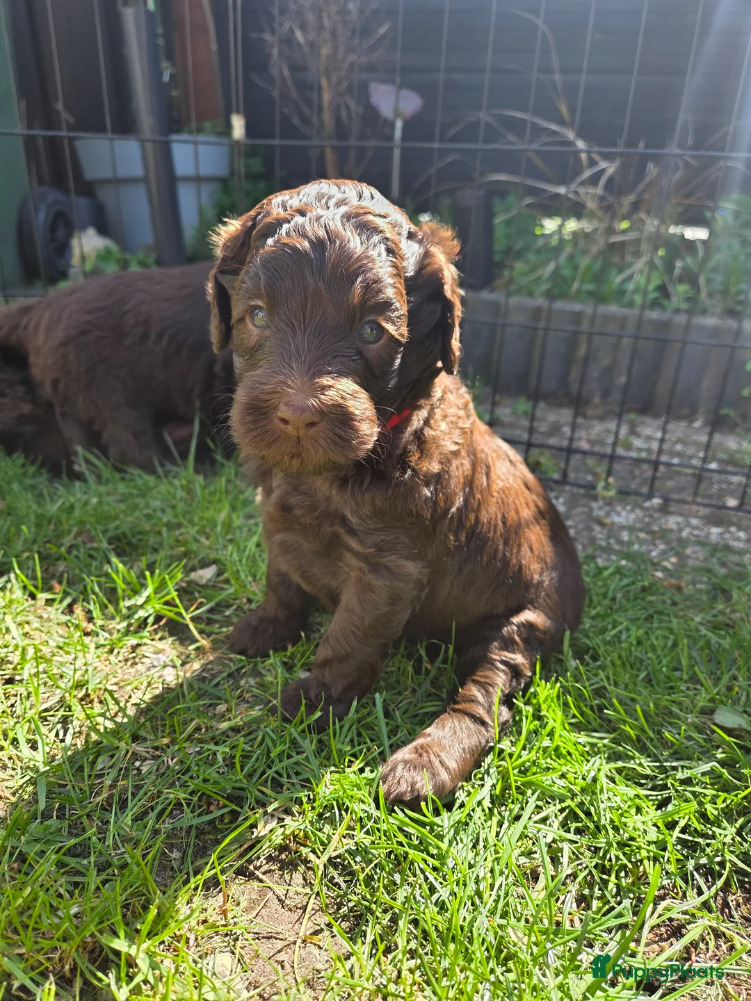 Labradoodle honden te koop: Nog 3 reutjes zoeken een huis - Advertentie 1
