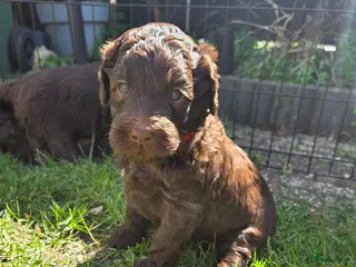 Labradoodle honden Nog 3 reutjes zoeken een huis - Advertentie 6