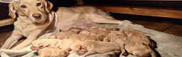 Labrador Retriever honden te koop: Blonde/donker gele labradorpups - Advertentie 3