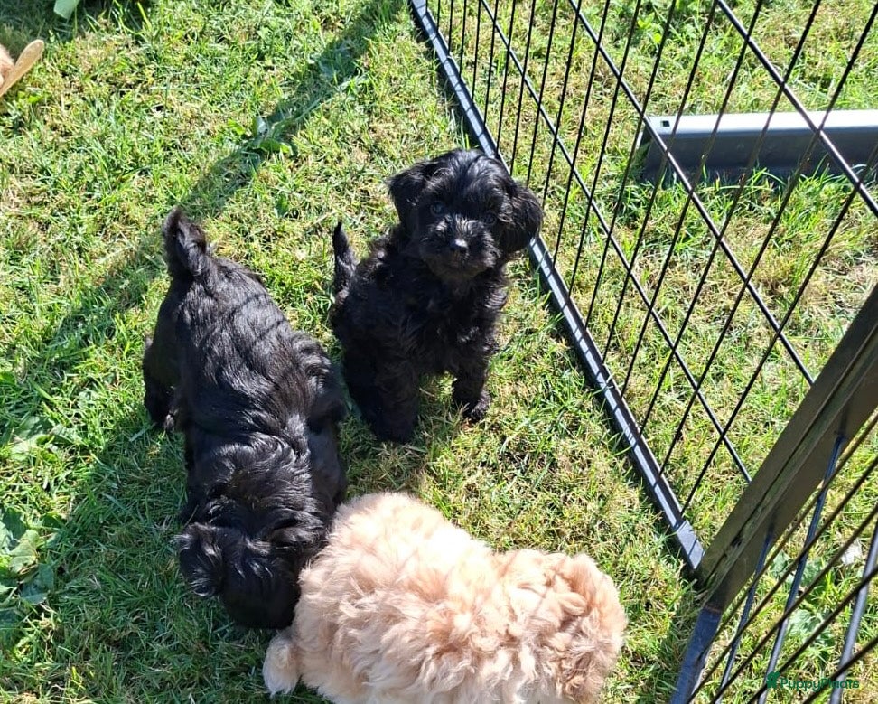 Maltipoo honden Knappe vrolijke maltipoo x toypoedel  - Advertentie 1