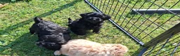 Maltipoo honden te koop: Knappe vrolijke maltipoo x toypoedel  - Advertentie 5