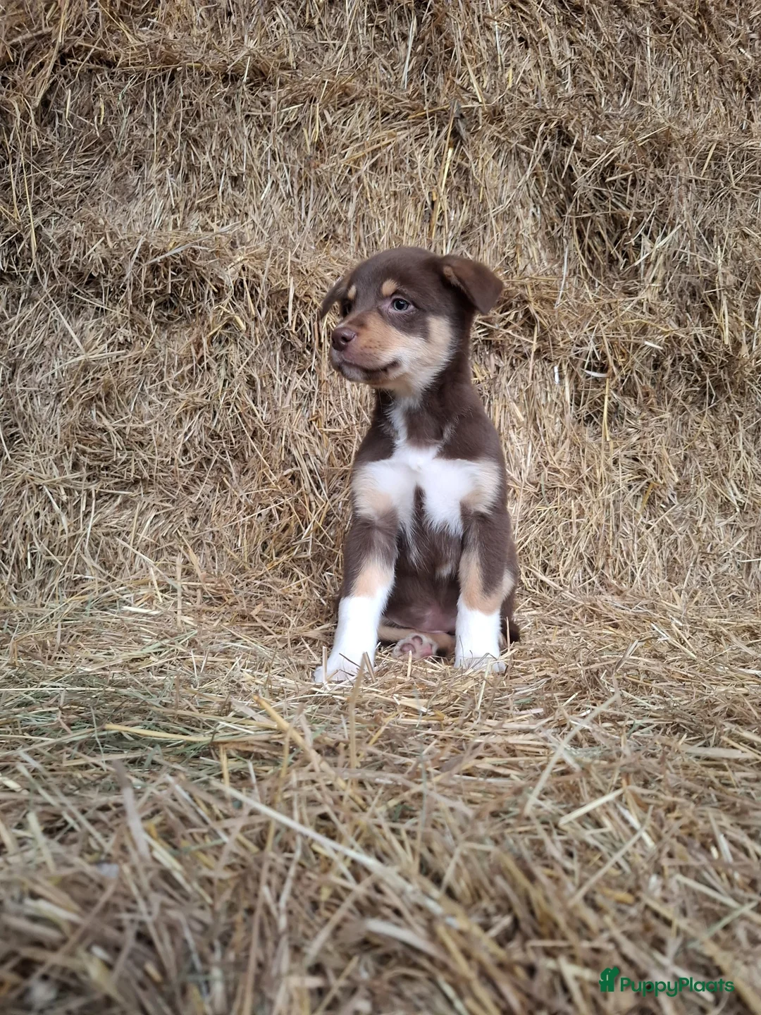 Kruising honden te koop: Prachtige pups Border Collie x Australian Kelpie  - Advertentie 4