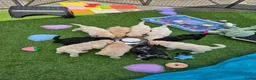 Labradoodle honden te koop: Poedel outcross pups | DNA-geteste ouderdieren - Advertentie 1