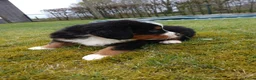 Kruising honden te koop: Berner sennen kruising  - Advertentie 3