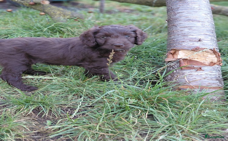 Australian Labradoodle honden - Advertentie 1