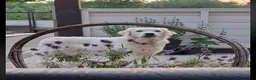 Golden Retriever honden te koop: Prachtige Golden Retriever pups met stamboom - Advertentie 7
