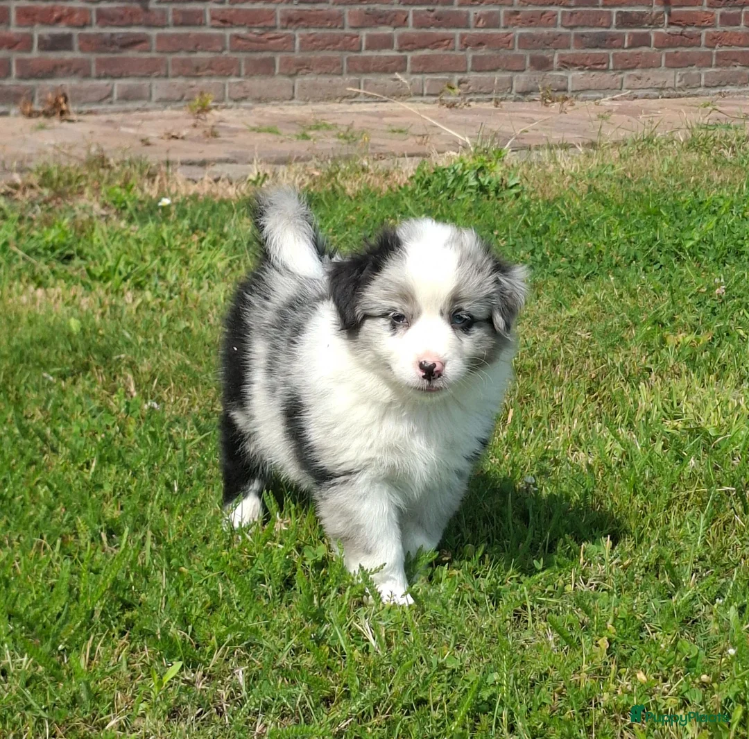 Kruising honden te koop: Shepherd puppy's  - Advertentie 1