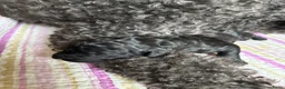 Labradoodle honden te koop: Labradoodle / 'Dubbel Doodle' pups geboren! - Advertentie 28