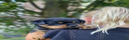 Rottweiler honden te koop: Lieve rottweilers puppy’s  - Advertentie 7