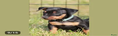 Dwergpinscher Puppy 1