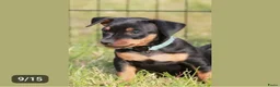 Dwergpinscher honden te koop: Prachtige Dwerg Pincher pups aangeboden  - Advertentie 3