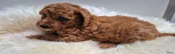 Cockapoo honden te koop: Cockapoo teefje en reutje - Advertentie 4