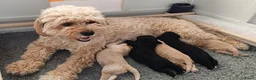 Kruising honden te koop: Onze lieve Tibe doodle pups zoeken gouden mandje - Advertentie 2