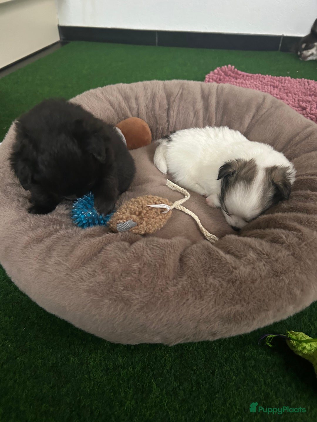 Pomchi honden te koop: Pomchi reutje - Advertentie 13