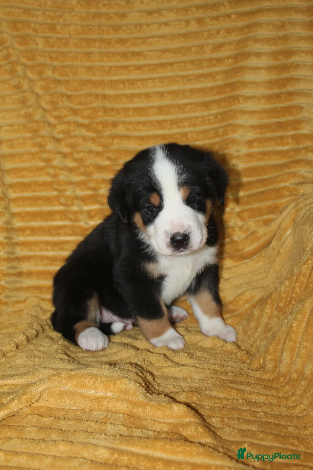 Grote Zwitserse Sennenhond honden te koop: Super leuke grote Zwitserse Sennen pups - Advertentie 19