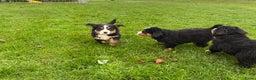 Berner Sennenhond honden te koop: Hele lieve bernersennen pups - Advertentie 2