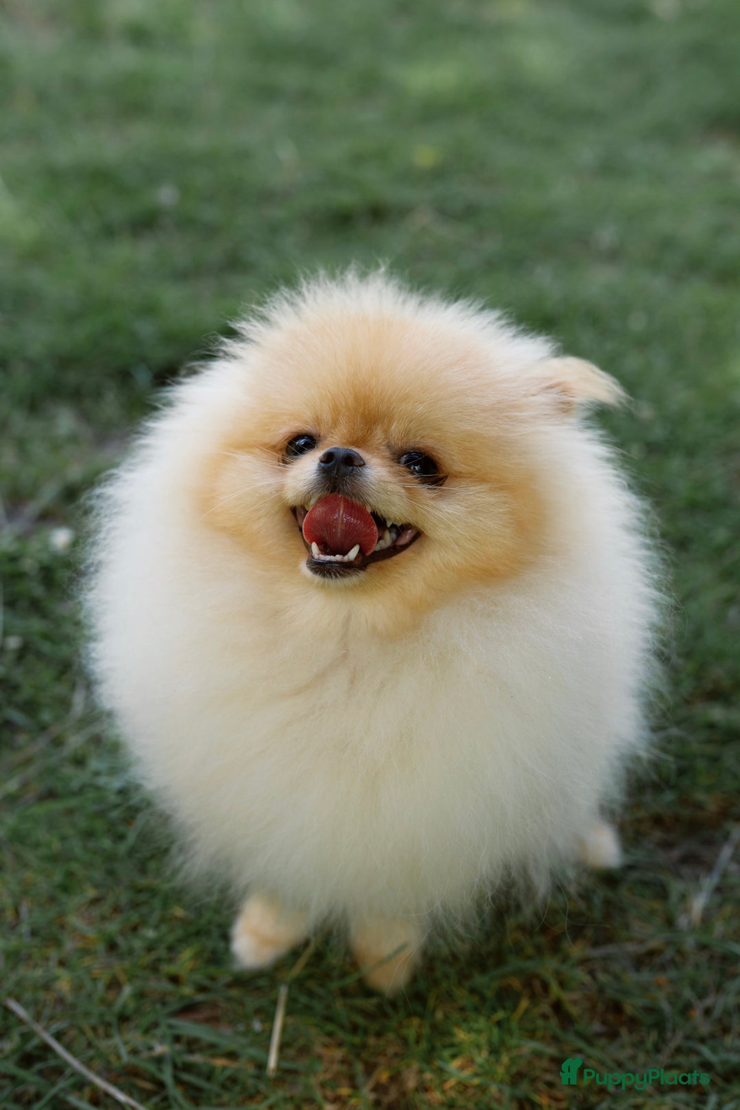 Pomeriaan honden te koop: Pomeranian❤️ - Afbeelding 10