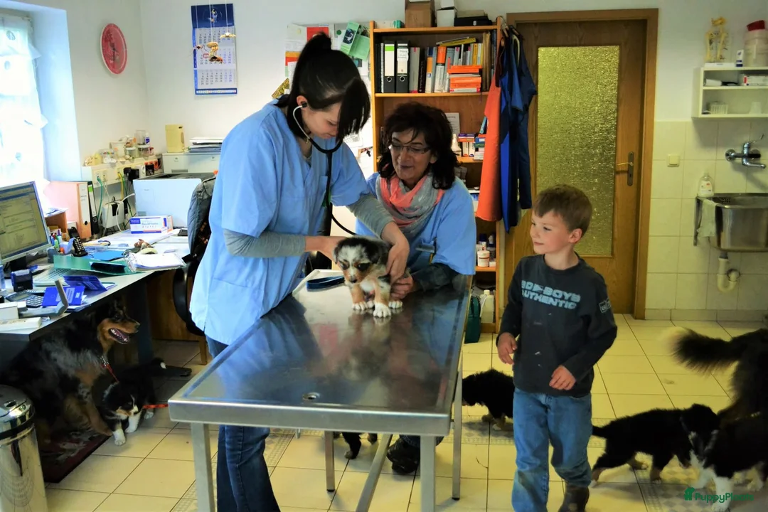 Galerij afbeelding {{count}}