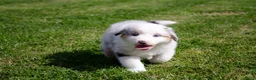 Australian Shepherd honden te koop: Australische herder pups geboren op boerderij (BE) - Advertentie 5