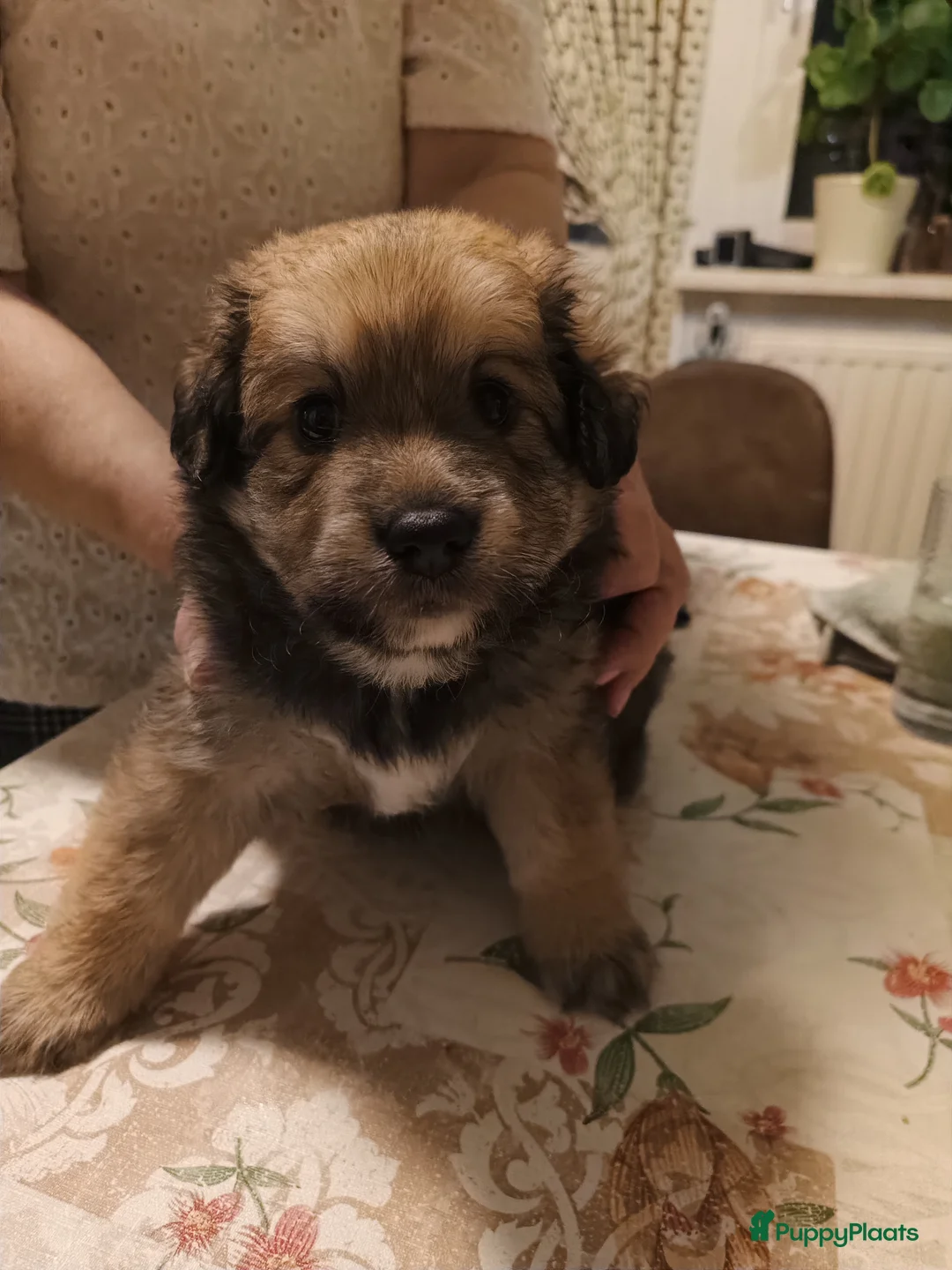 Kruising honden te koop: mooie kruising .labrador met pomeriaan - Advertentie 2