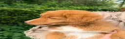 Nova Scotia Duck Tolling Retriever honden te koop: Nova scotia rolling retriever pup (Toller pup) - Advertentie 4