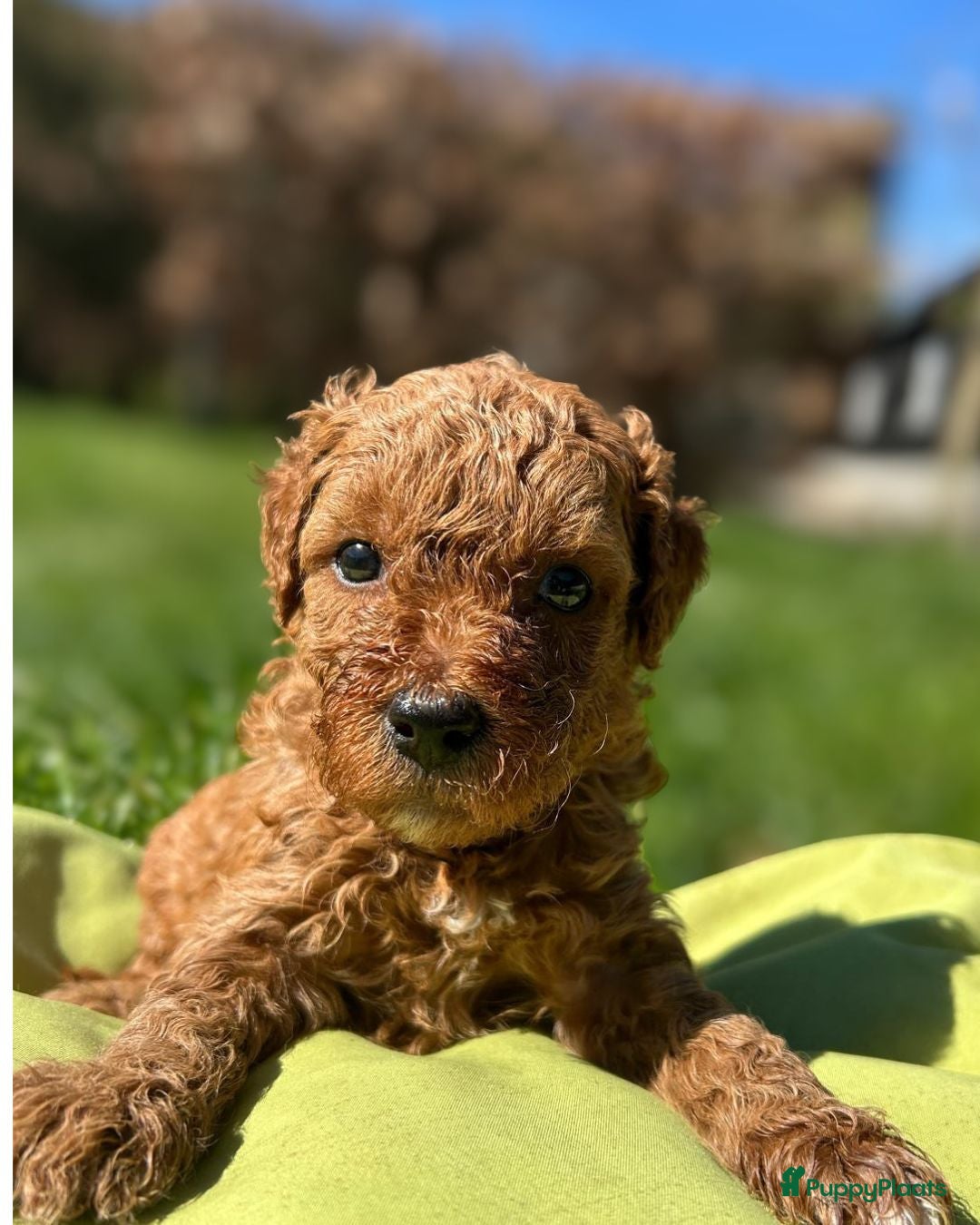 Kruising honden Bruine Labradoodle x Australian Doodle Pups  - Advertentie 2