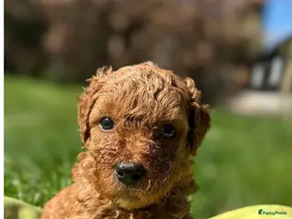 Kruising honden Bruine Labradoodle x Australian Doodle Pups - Advertentie 2