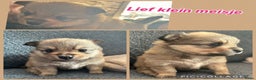 Pomchi honden te koop: Pomchi/pomeriaan - Advertentie 2