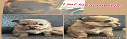 Pomchi honden te koop: Pomchi/pomeriaan - Advertentie 25