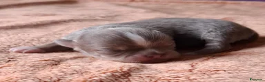 Chihuahua 2