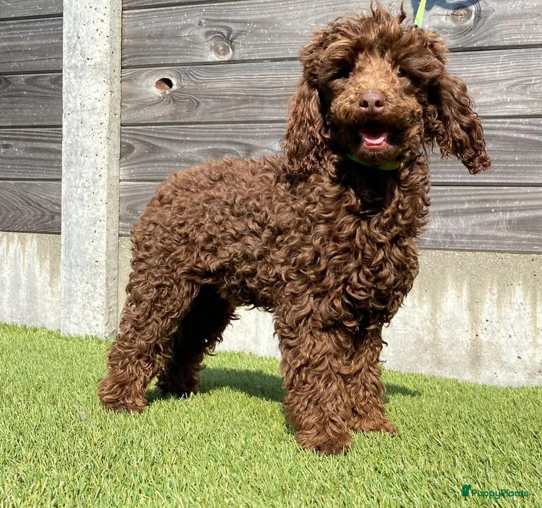 Poedel Toy honden ter dekking: bruin, klein toypoedel dekreutje met drachtecho - Advertentie 2