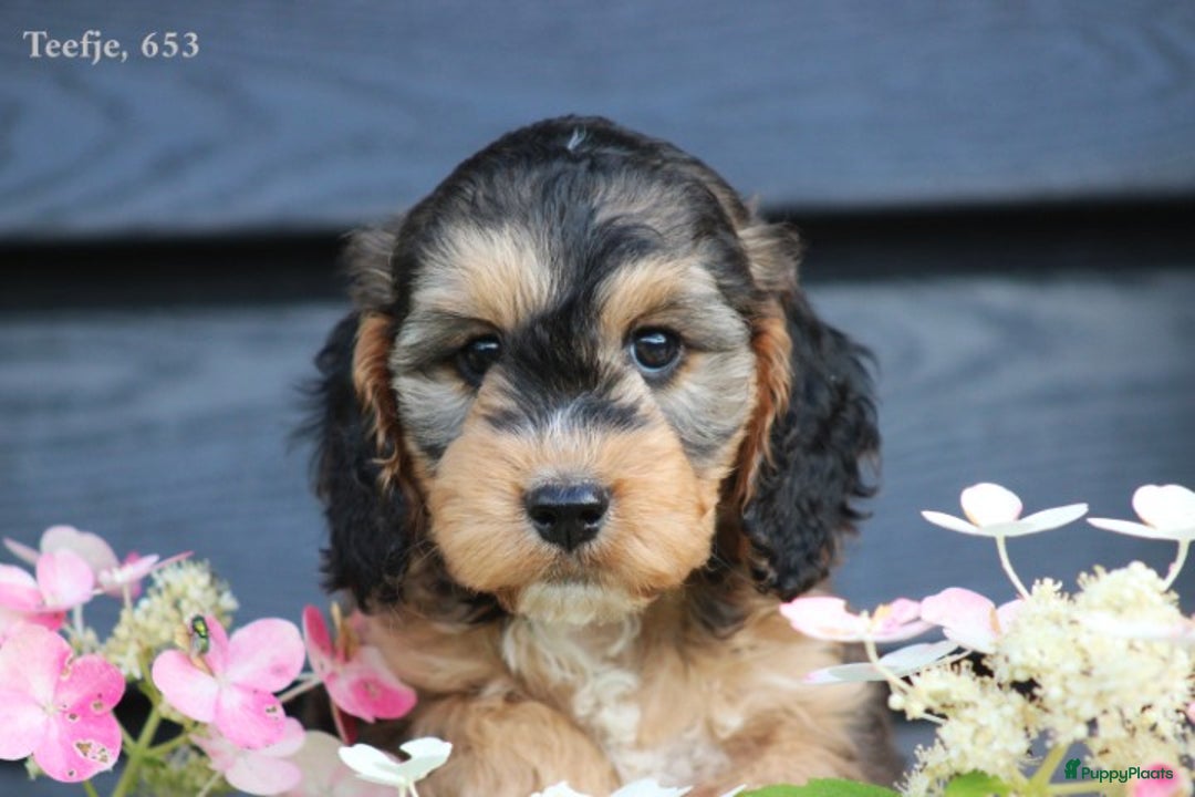 Cockapoo honden te koop: Cockapoo pups - Afbeelding 5
