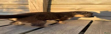 Shepsky 5