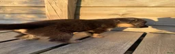 Kruising honden te koop: Gerberian shepsky’s pups - Advertentie 35