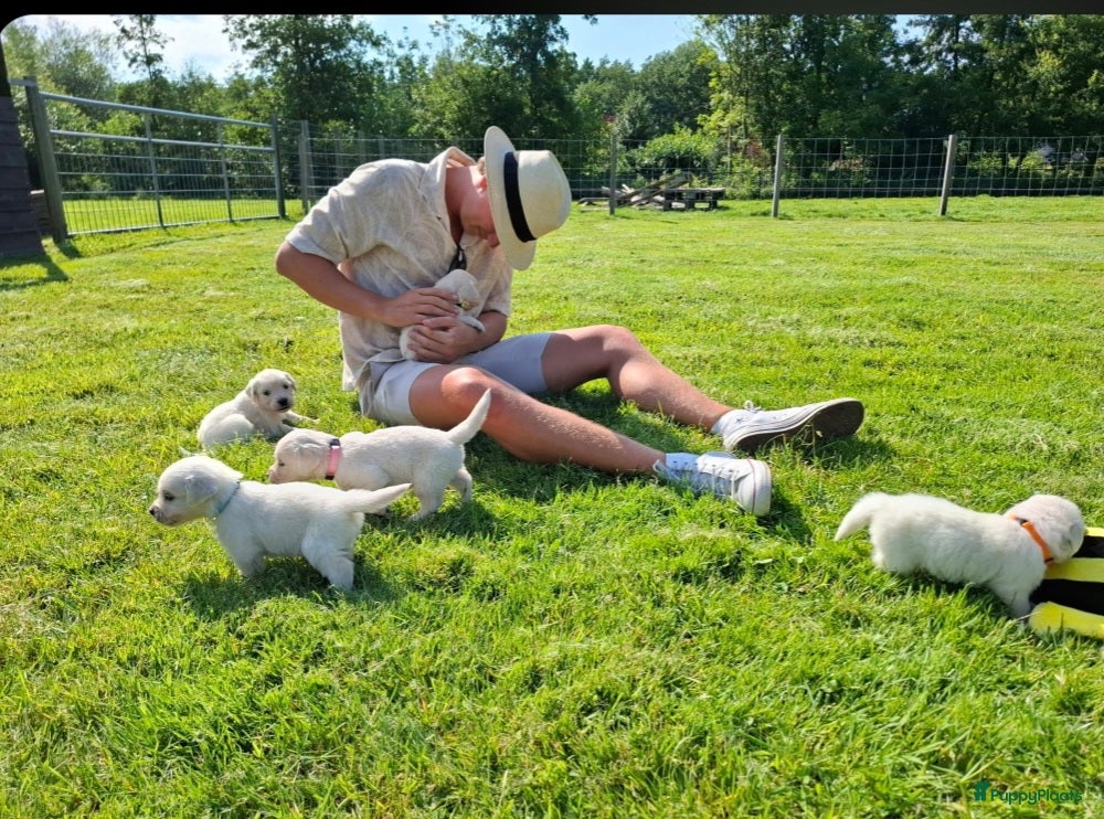 Golden Retriever honden Prachtige Golden Retriever pups - Advertentie 1